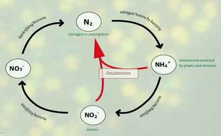 厌氧氨氧化反应原理（厌氧氨氧化是什么意思）