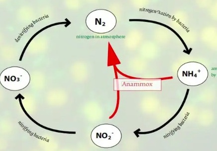 氨氧化细菌有什么作用（氨化细菌作用是什么）