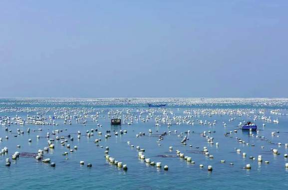 海水养殖废水处理技术要求|规范（海水养殖净化水处理技术方案）